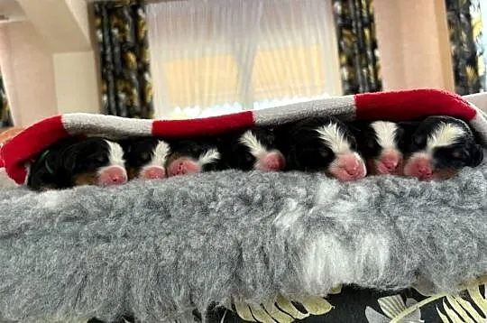 Berneński pies pasterski, Małopolskie, Mszana Dolna
