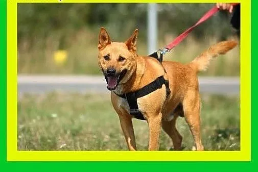 Młody,mocnej budowy,kocha człowieka,średniej wielk