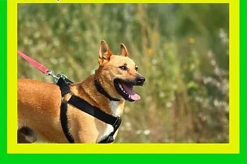 Młody,mocnej budowy,kocha człowieka,średniej wielk