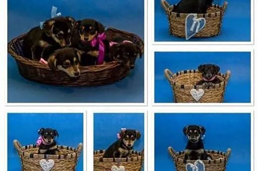 Piękny mały szczeniaczek szuka pilnie kochającego 