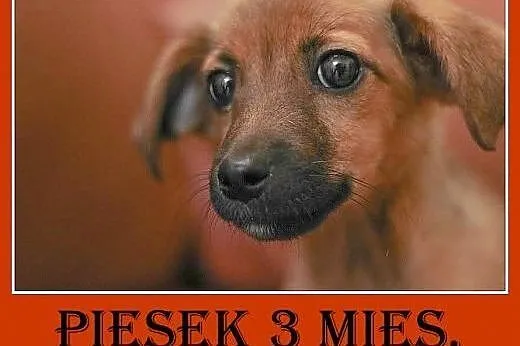 3mies. szczeniak,piesek mały docelowo,delikatny,łagodny.ADOPCJA,  dolnośląskie Wrocław