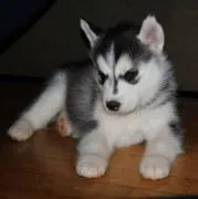 Szczeniak husky syberyjskiego – 4 miesiące............................