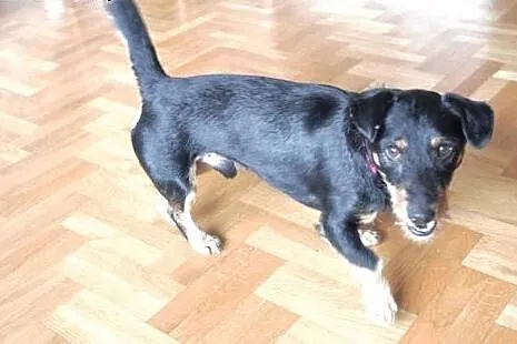 Donald to psiak wyborowy, do adopcji całkiem gotowy!,  mazowieckie Warszawa, Mazowieckie, Warszawa