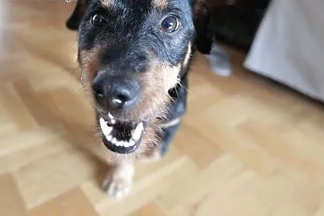 Donald to psiak wyborowy, do adopcji całkiem gotowy!,  mazowieckie Warszawa, Mazowieckie, Warszawa