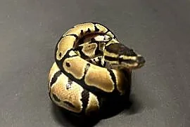 Samiczka pyton regius