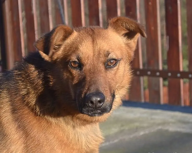 Kochany Rudi czeka na swojego Człowieka. ADOPTUJ