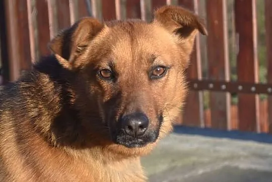 Kochany Rudi czeka na swojego Człowieka. ADOPTUJ