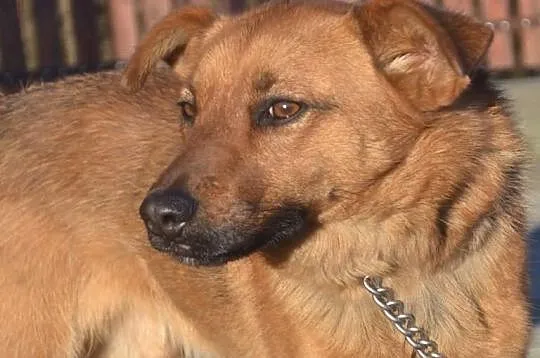 Kochany Rudi czeka na swojego Człowieka. ADOPTUJ