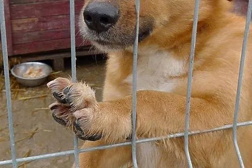 Kodżak chętnie pokocha dobrego człowieka !,  łódzk