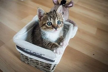 Madera 7 tyg kocie puchate dziecko szuka domu,  ma