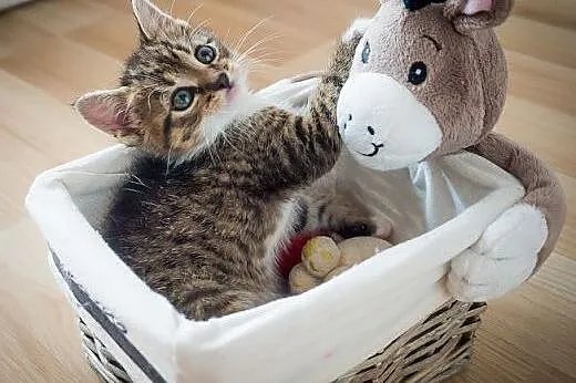 Madera 7 tyg kocie puchate dziecko szuka domu,  ma