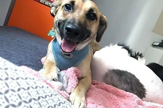 NAdja - Młoda, cudowna, trochę nieśmiała;-) ADOPTUJ!,  mazowieckie Warszawa, Mazowieckie, Warszawa