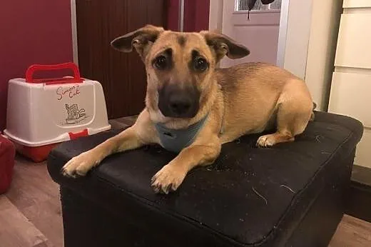 NAdja - Młoda, cudowna, trochę nieśmiała;-) ADOPTUJ!,  mazowieckie Warszawa, Mazowieckie, Warszawa