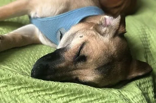 NAdja - Młoda, cudowna, trochę nieśmiała;-) ADOPTUJ!,  mazowieckie Warszawa, Mazowieckie, Warszawa