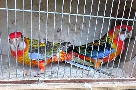 Sprzedam młode papugi, Śląskie, Rybnik