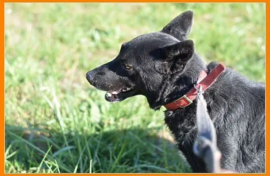 18 kg, 2 lata, przyjazny,towarzyski piesek BARON_Adopcja
