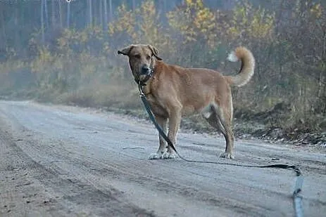 Borys wspaniały piesek marzy o kochającym domku na