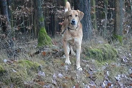Borys wspaniały piesek marzy o kochającym domku na