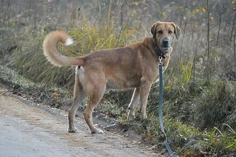 Borys wspaniały piesek marzy o kochającym domku na