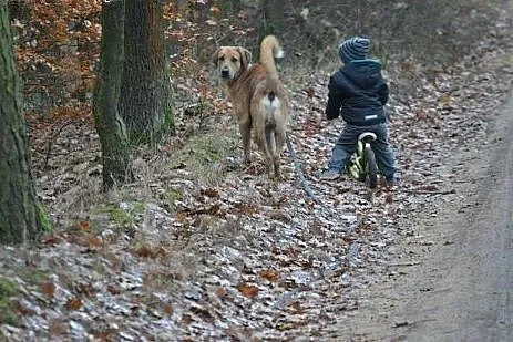 Borys wspaniały piesek marzy o kochającym domku na