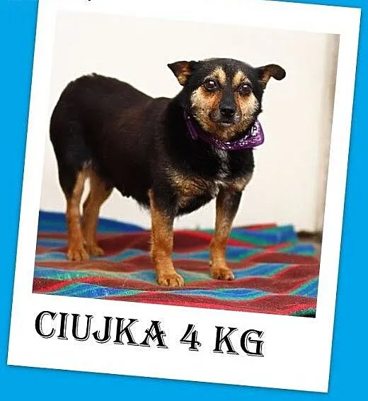 4kg spokojna,łagodna,grzeczna,nakolankowa suczka C