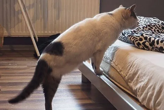 WIERA - kochana kociczka szuka domku