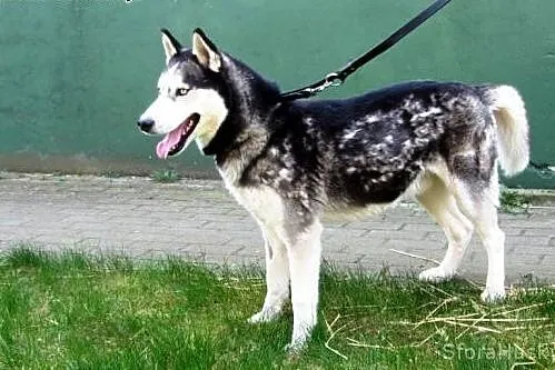 NJORD prosi o dom,  wielkopolskie Poznań