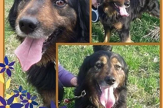 MARLEY - kudłate szczęście szuka domu na zawsze,  dolnośląskie Wrocław