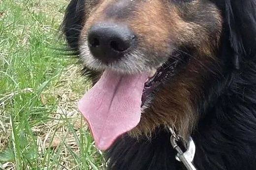 MARLEY - kudłate szczęście szuka domu na zawsze,  