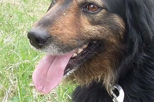MARLEY - kudłate szczęście szuka domu na zawsze,  