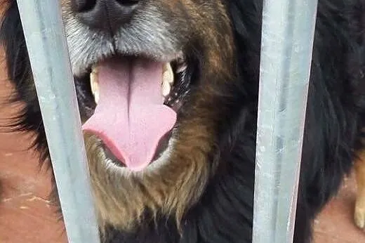 MARLEY - kudłate szczęście szuka domu na zawsze,  