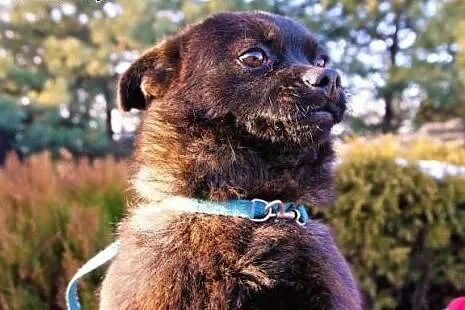 Karlik - sześciomiesięczny pies szuka domu,  śląsk