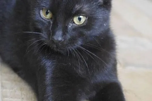 Noki 7 m-c kotka adopcja,  śląskie Zabrze