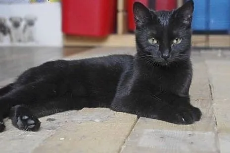 Noki 7 m-c kotka adopcja,  śląskie Zabrze