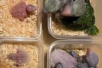 Papugi Aleksandretta wielka ręcznie karmione, Wielkopolskie, Ostrzeszów