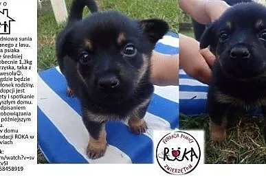 Jagoda – szczeniak uratowany z lasu szuka domu. ,  łódzkie Skierniewice