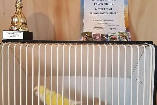 mnicha nizinna mnichy możliwa wysyłka Pocztą Polską, , Lubin