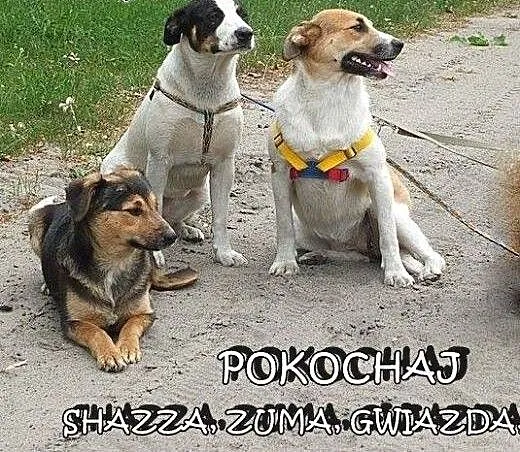 SZCZENIAKI adopcja! Trzy wspaniałe suczki szukają