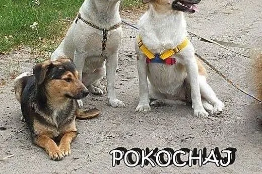 SZCZENIAKI adopcja! Trzy wspaniałe suczki szukają 