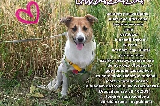 SZCZENIAKI adopcja! Trzy wspaniałe suczki szukają 