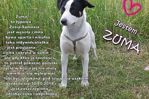 SZCZENIAKI adopcja! Trzy wspaniałe suczki szukają 
