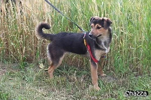 SZCZENIAKI adopcja! Trzy wspaniałe suczki szukają 