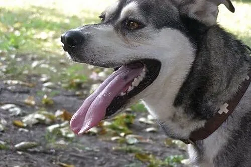 Pako w typie husky czeka na dom,  dolnośląskie Wro