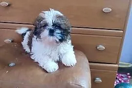 Shih Tzu śliczna sunia