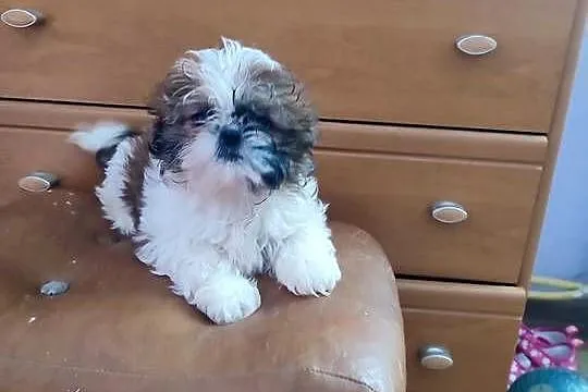 Shih Tzu śliczna sunia
