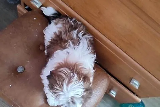 Shih Tzu śliczna sunia, Małopolskie, Tarnów