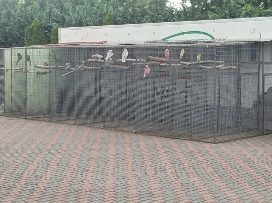 Konura Konury Słoneczna Ara Arauna Kakadu Różowe Goffini Lory Wielkie Amazonka Magma Lutino Severa
