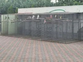 Konura Konury Słoneczna Ara Arauna Kakadu Różowe Goffini Lory Wielkie Amazonka Magma Lutino Severa