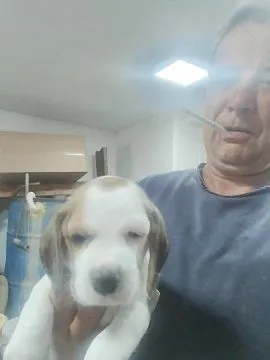 Beagle piękne zarejestrowane szczeniaki na sprzedaż, Mazowieckie, Warszawa