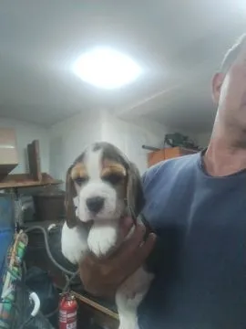 Beagle piękne zarejestrowane szczeniaki na sprzedaż, Mazowieckie, Warszawa